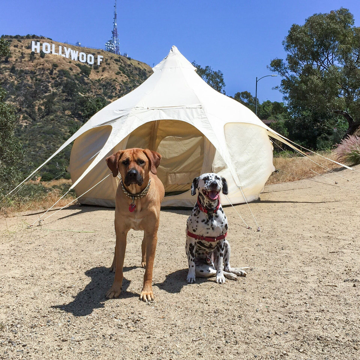 inflate tent 10ft Lotus Belle Air Bud Tent
