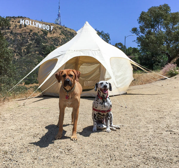 Lotus Air Bud. Inflatable 2 Man Bell Tent. Lotus Belle